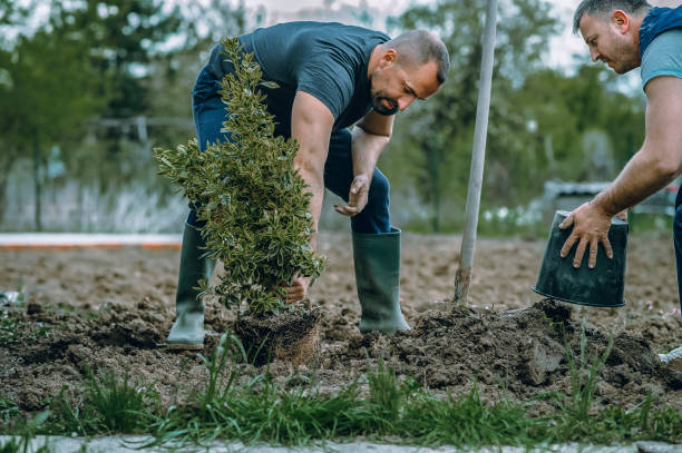 The Steps Involved in Our Tree Care Process in Melvindale, MI